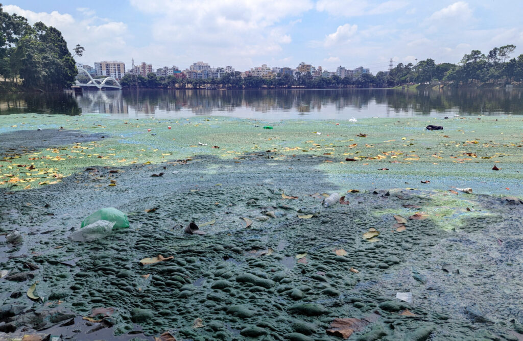 green algae covers the water and rocks in the foreground of a cityscape in Bangladesh