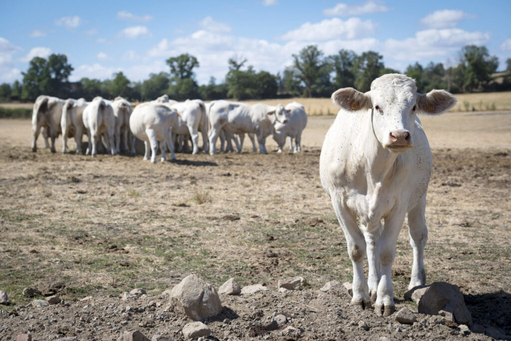 several white cows crowd together in the background and one white cow stands in the foreground looking at the camera
