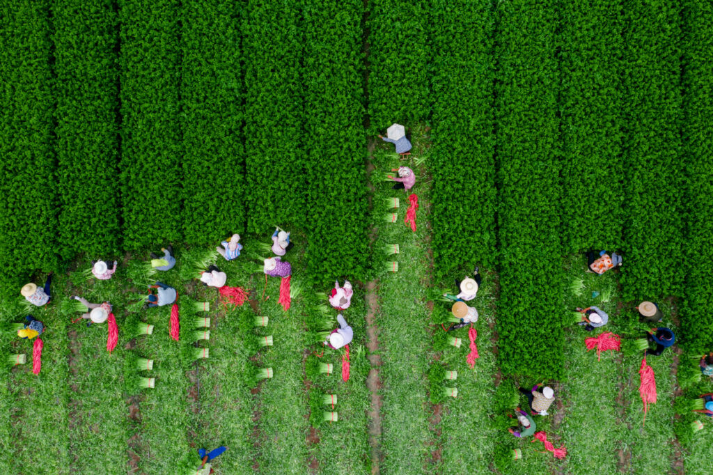 aerial photo of 24 people picking celery in rows