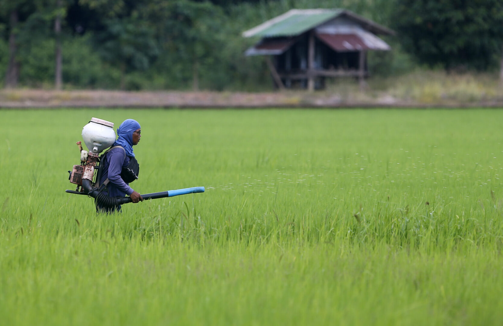 A person with a head covering sprays fertilizer from a backpack onto a vibrant green field