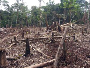 Tree stumps with rainforest in the background