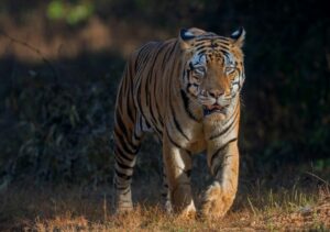 Tiger in India walking towards camera