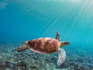 Green sea turtle swimming in ocean